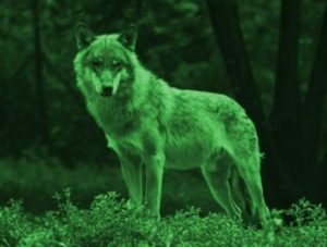 Thermal or Night Vision for Coyote Hunting