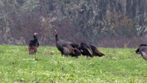 Can you hunt Turkey with a 22 LR