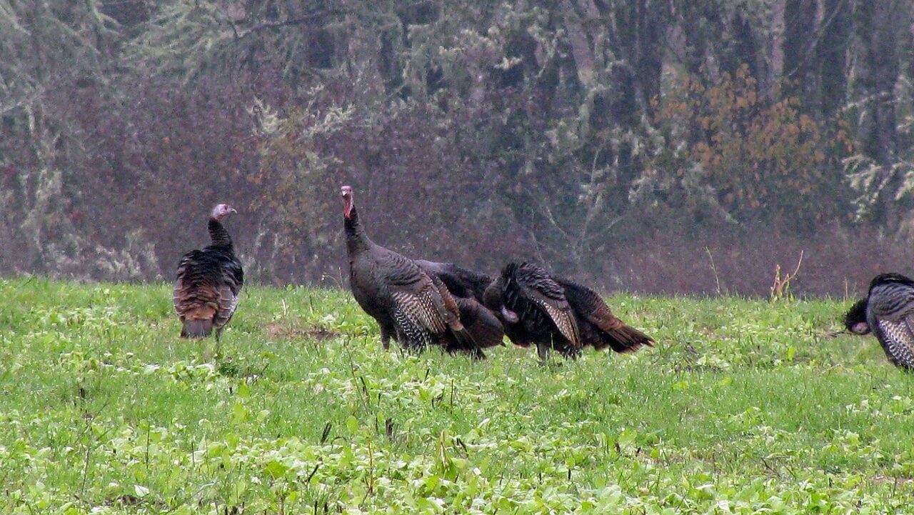 Can you hunt Turkey with a 22 LR