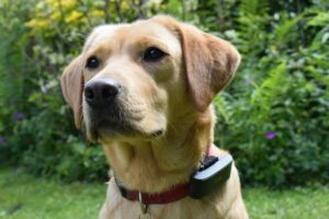 Big dog GPS collar Fence