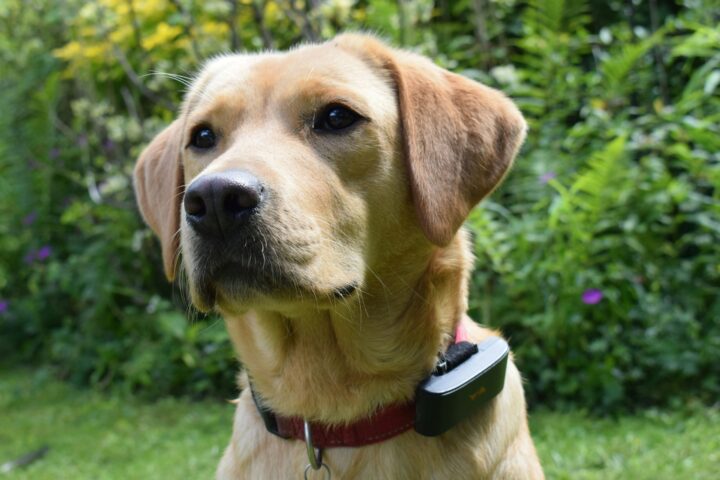 Big dog GPS collar Fence