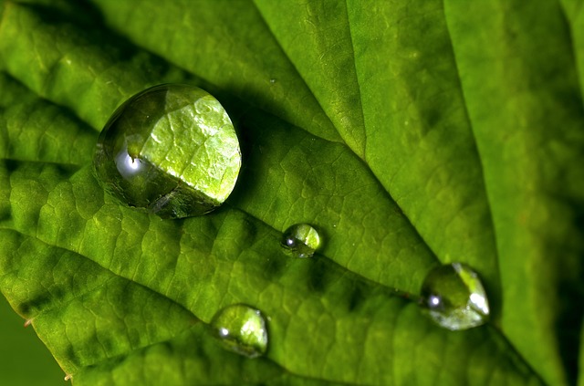 water trickling down a leaf