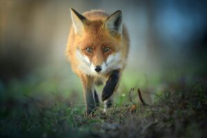 Hunting foxes with an air rifle