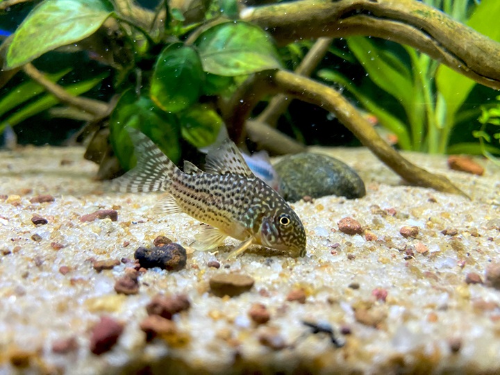 Cory Catfish