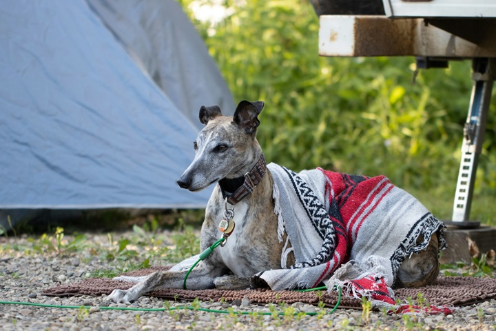 Dog Camping in Tent