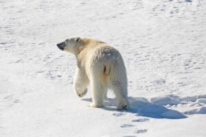 Polar bear In Ice