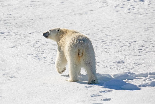 Polar bear In Ice